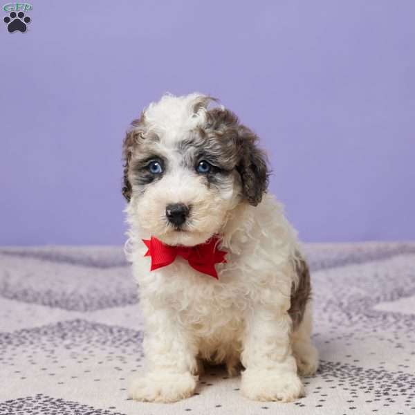 Rubble, Miniature Poodle Puppy